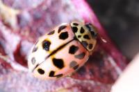 Oenopia conglobata