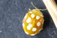 Vibidia duodecimguttata