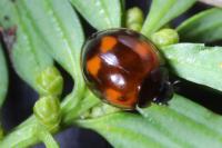 Exochomus quadripustulatus