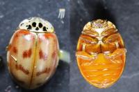 Harmonia quadripunctata