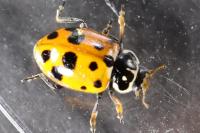 Hippodamia variegata