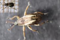 Exapion fuscirostre