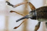 Exapion fuscirostre