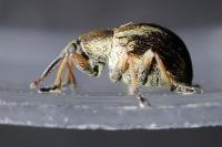 Exapion fuscirostre