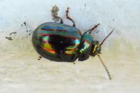 Chrysolina americana