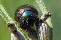Chrysolina americana