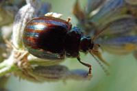 Chrysolina americana