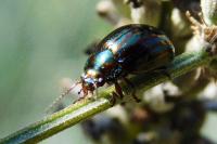 Chrysolina americana