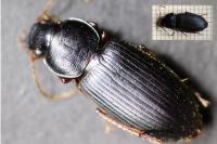 Ophonus ardosiacus