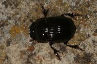Copris lunaris