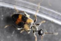 Anthicus laeviceps