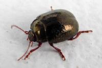 Chrysolina bankii