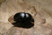 Geotrupes mutator