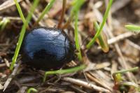 Chrysolina haemoptera