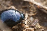 Chrysolina haemoptera