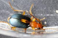 Brachinus sclopeta