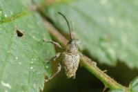 Curculio glandium