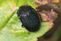 Phosphuga atrata