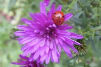 Coccinella septempunctata