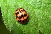 Oenopia conglobata