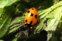 Hippodamia variegata
