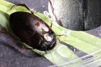 Agabus bipustulatus
