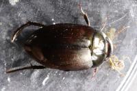Agabus bipustulatus