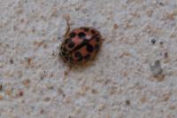 Oenopia conglobata
