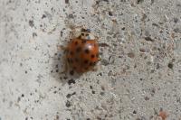 Harmonia axyridis