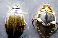 Acilius sulcatus