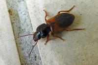 Gynandromorphus etruscus