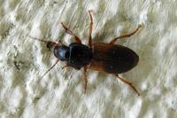Gynandromorphus etruscus
