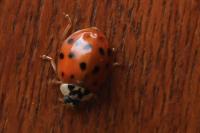 Harmonia axyridis