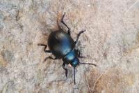 Timarcha goettingensis