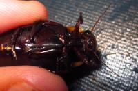 Dytiscus semisulcatus