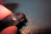 Dytiscus semisulcatus