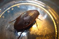 Dytiscus semisulcatus