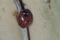 Coccinella septempunctata
