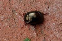 Chrysolina bankii