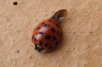 Harmonia axyridis
