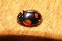 Adalia bipunctata