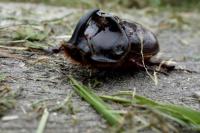 Oryctes nasicornis