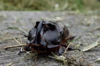 Oryctes nasicornis