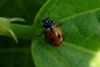 Hippodamia variegata