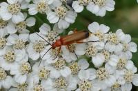 Rhagonycha fulva