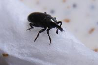 Aulacobaris coerulescens