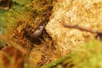 Carabus nemoralis