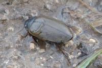 Colymbetes fuscus