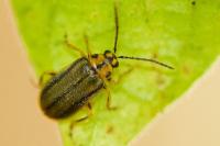 Xanthogaleruca luteola