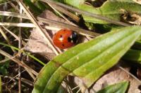 Coccinella septempunctata